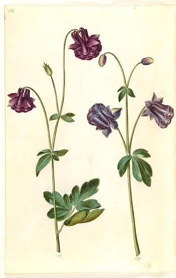 Aquilegia vulgaris (common columbine) by Maria | Free Photo - rawpixel