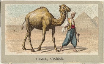 Arabian Camel, from the Animals | Free Photo - rawpixel
