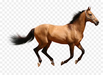 Arabian horse American Paint Horse American Quarter Horse Mustang Clydesdale horse - mustang 