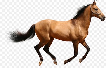 Arabian horse American Paint Horse Mule Clydesdale horse Friesian horse - eater ecommerce 
