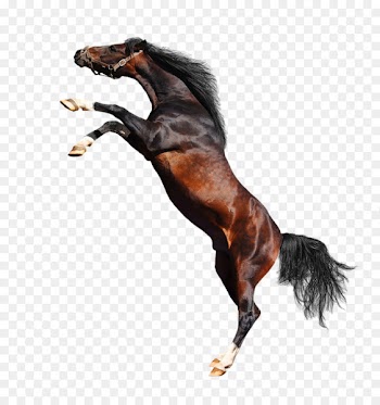 Arabian horse American Paint Horse Percheron Foal - Jumping horse 