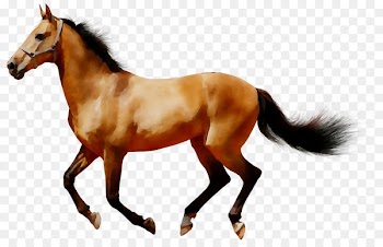 Arabian horse American Quarter Horse Clip art Portable Network Graphics Image -  