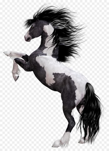 Arabian horse Appaloosa Mustang American Paint Horse Stallion - horse 