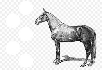 Arabian horse Equestrian Vintage clothing Clip art - Confluence Health Mares Building 