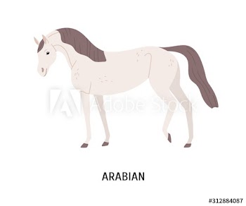 Arabian horse flat vector illustration