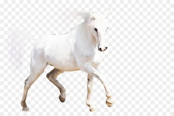 Arabian horse Mustang Stallion Horses Mare - horse 