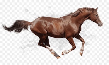 Arabian horse Thoroughbred Friesian horse Andalusian horse American Quarter Horse - cavalos vector 