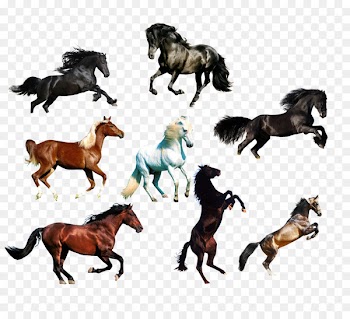 Arabian horse Wild horse Animal - BMW Eight Horses 