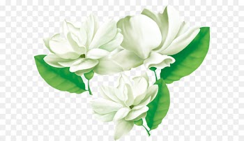Arabian jasmine Flower Cape jasmine - Three jasmine 