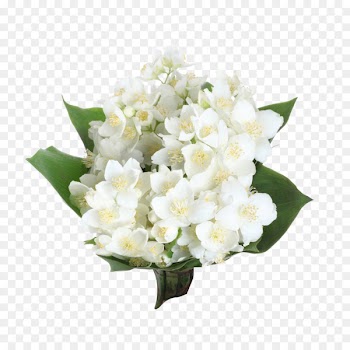 Arabian jasmine Flower Photography Clip art - Jasmine bouquet 