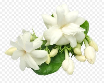 Arabian jasmine Plant Oil Perfume Candle - jasmine 