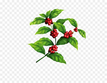 Arabica coffee Coffee bean Tree - Coffee tree coffee beans picture material 