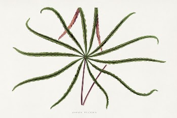 Aralia Veitchii leaf illustration from Les | Free Photo Illustration - rawpixel