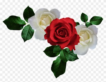 Arana Альбом «clipart / Clipart2 / Scarlet And White - White Rose