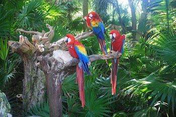 Araras parrots | Free Photo - rawpixel