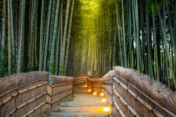 Arashiyama Bamboo Forest in  Kyoto Japan