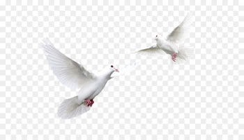 Arbitration Icon - pigeon 