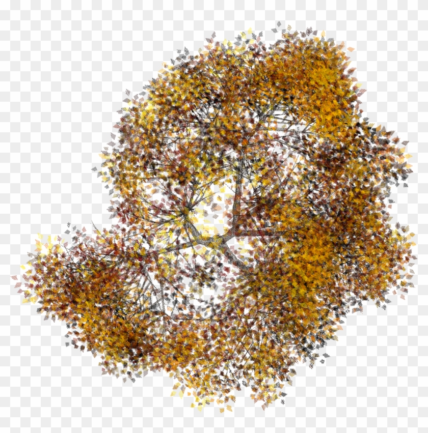Arbol En Planta (1054×1018) - Arboles En Planta Png