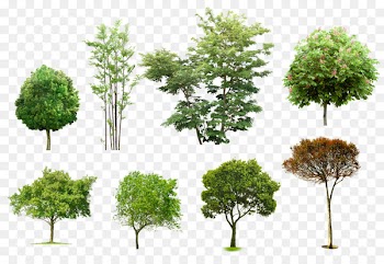 Arboles y arbustos Architecture Tree Apuntes de arquitectura - tree 