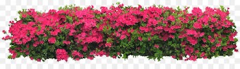 Arbustos con flor Shrub Flower Tree - bushes 