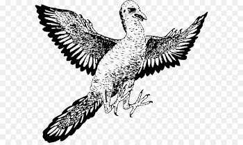 Archaeopteryx Microraptor Reptile Velociraptor Vertebrate - bird wings 