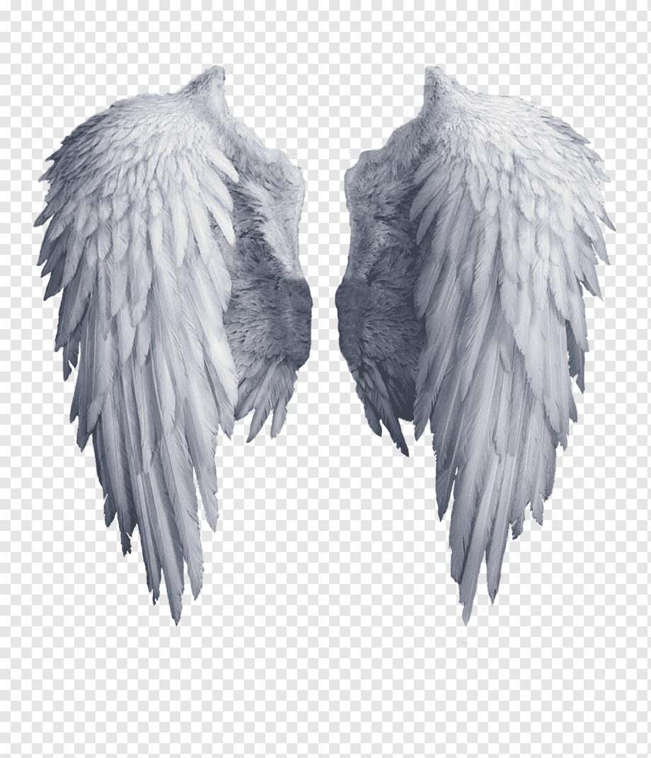 archangel wing, Angel Wing, White angel wings, wings, sticker, feather png