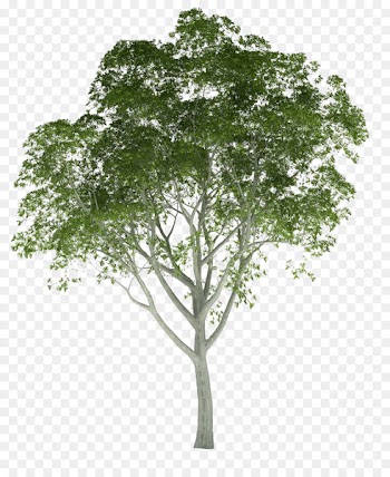 Architectural rendering Tree Architecture 3D rendering - trees 