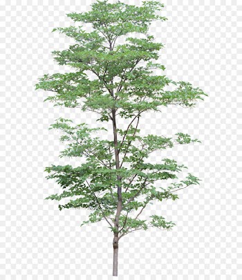 Architecture 3D computer graphics Clip art - tree png image 