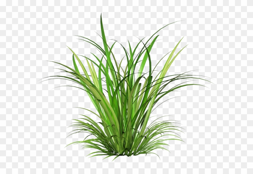Architecture Portfolio - Grass Plant Png