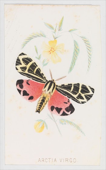 Arctia Virgo from The Butterflies | Free Photo - rawpixel
