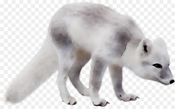 Arctic fox Alaskan tundra wolf Fur Fauna -  