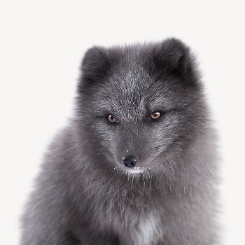 Arctic fox collage element psd | Free PSD - rawpixel