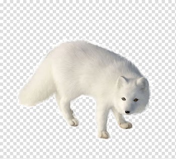 Arctic fox Diego de la Vega Vulpini, White fox transparent background PNG clipart