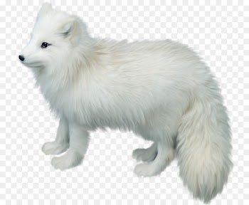 Arctic fox Gray wolf Clip art - White fox 
