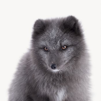 Arctic fox image, isolated on white | Free Photo - rawpixel