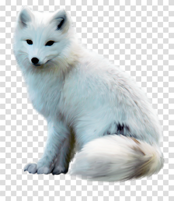 Arctic Fox PNG Free Download