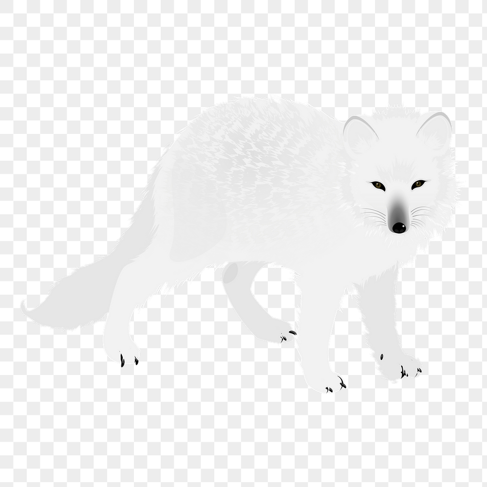 Arctic fox png sticker, animal | Free PNG - rawpixel