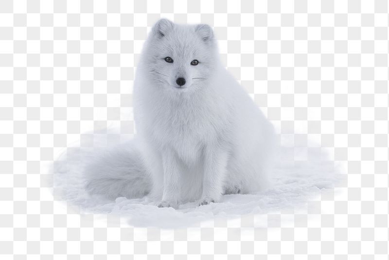 Arctic fox png sticker, animal, | Free PNG - rawpixel