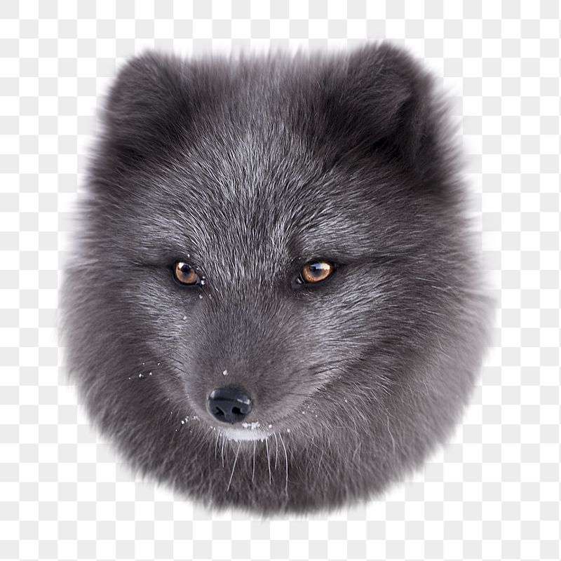 Arctic fox png sticker, transparent | Free PNG - rawpixel