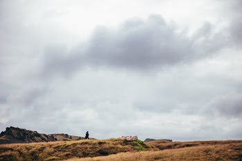 Arctic Grasslands