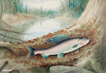 Arctic Grayling chromolithograph (1880) by Samuel Kilbourne. Original .. | Free public domain illustration - 2333160