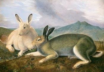 Arctic Hare (ca. 1841) painting in high… | Free public domain illustration