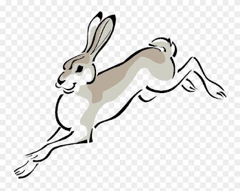 Arctic Hare European Hare Cottontail Rabbit Clip Art - Jack Rabbit Clipart