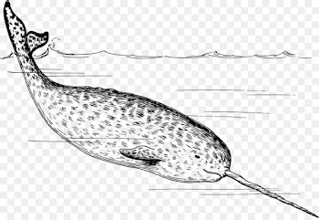 Arctic Narwhal Polar bear Drawing Tusk - narwhal 