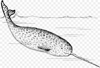 Arctic Narwhal Walrus Tusk Clip art - narwhal 