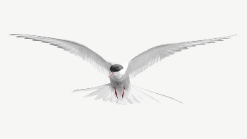 Arctic tern bird collage element | Free PSD - rawpixel