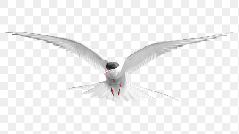 Arctic tern bird png sticker, | Free PNG - rawpixel
