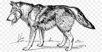 Arctic wolf Black wolf Clip art - Sketch Wolf 