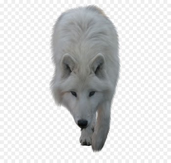 Arctic wolf Clip art - White Wolf 
