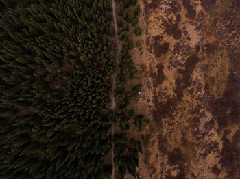 areal photohgraphy of forest